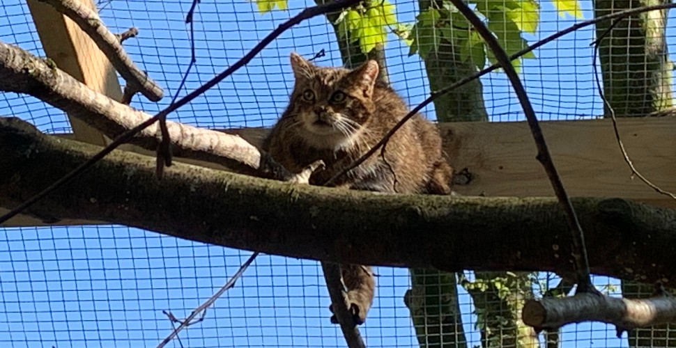Scottish wildcat in enclosure at Dartmoor Zoo